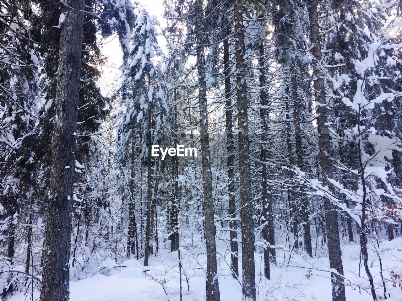 TREES ON SNOW COVERED LANDSCAPE