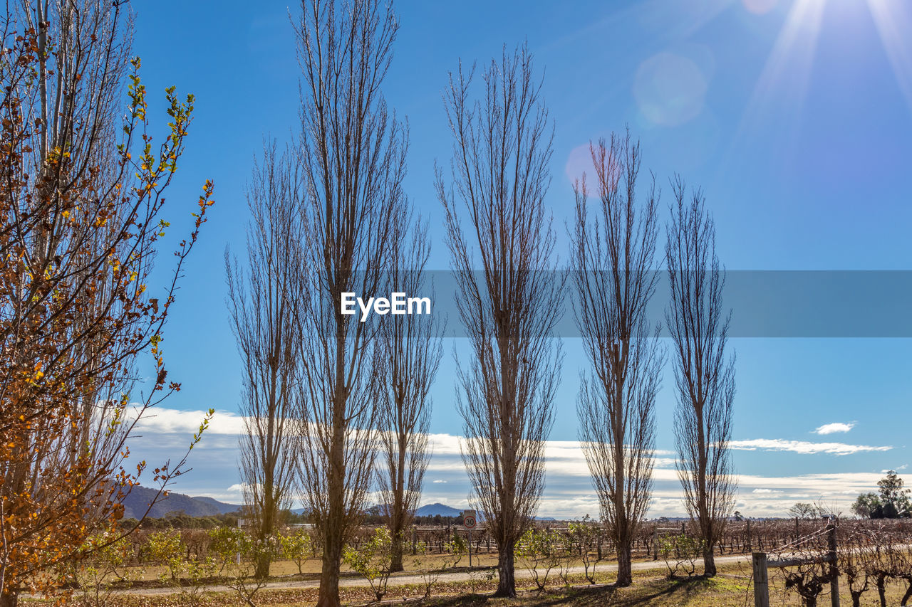 Trees on landscape against blue sky