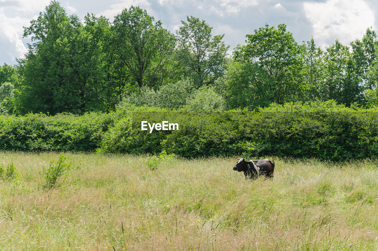 A cow grazes in a field with tall yellow grass