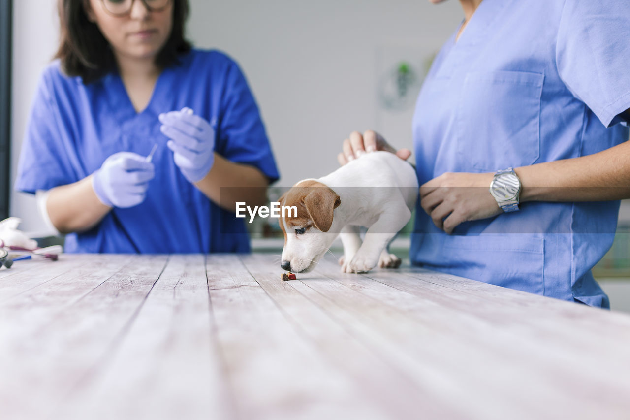 Midsection of female veterinarian examining puppy at clinic
