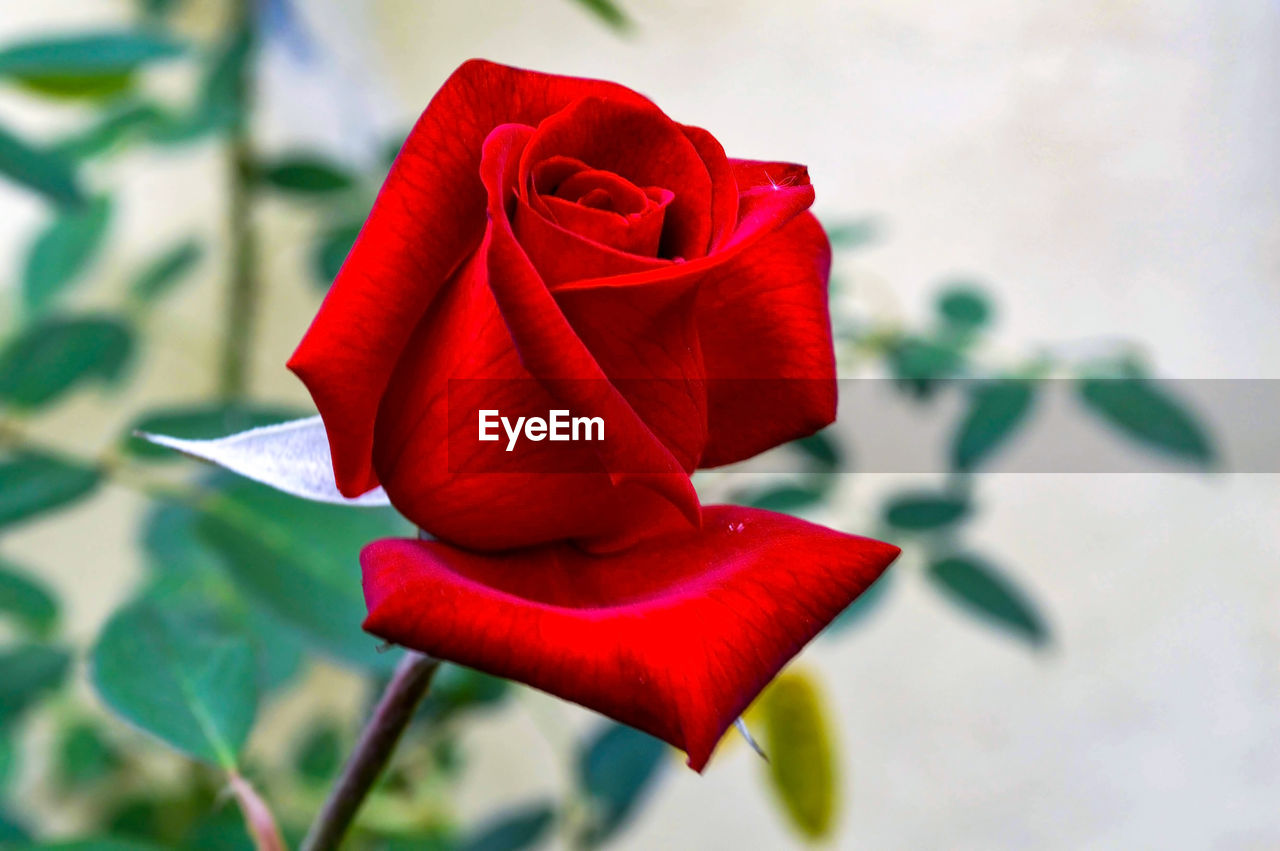 CLOSE-UP OF RED ROSE AGAINST WHITE BACKGROUND