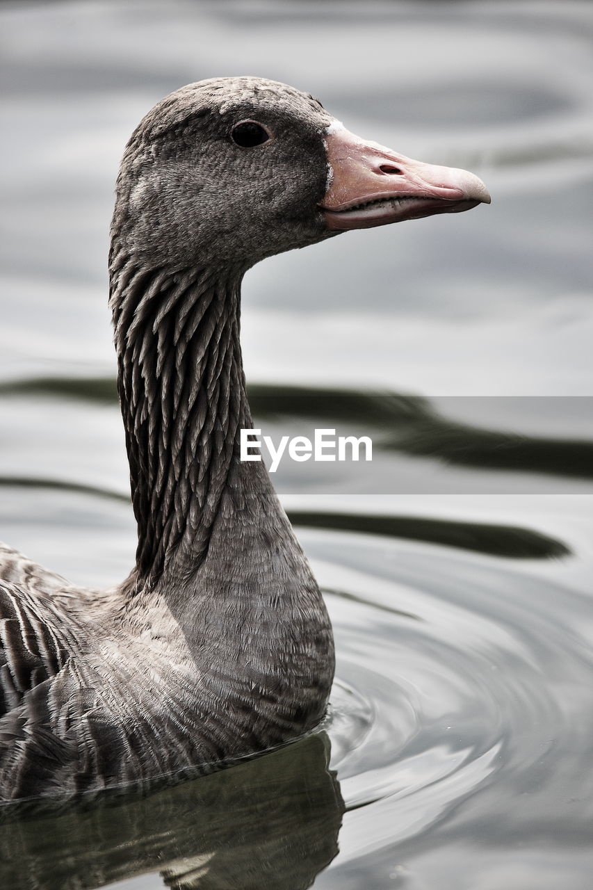 CLOSE-UP OF SWAN ON LAKE