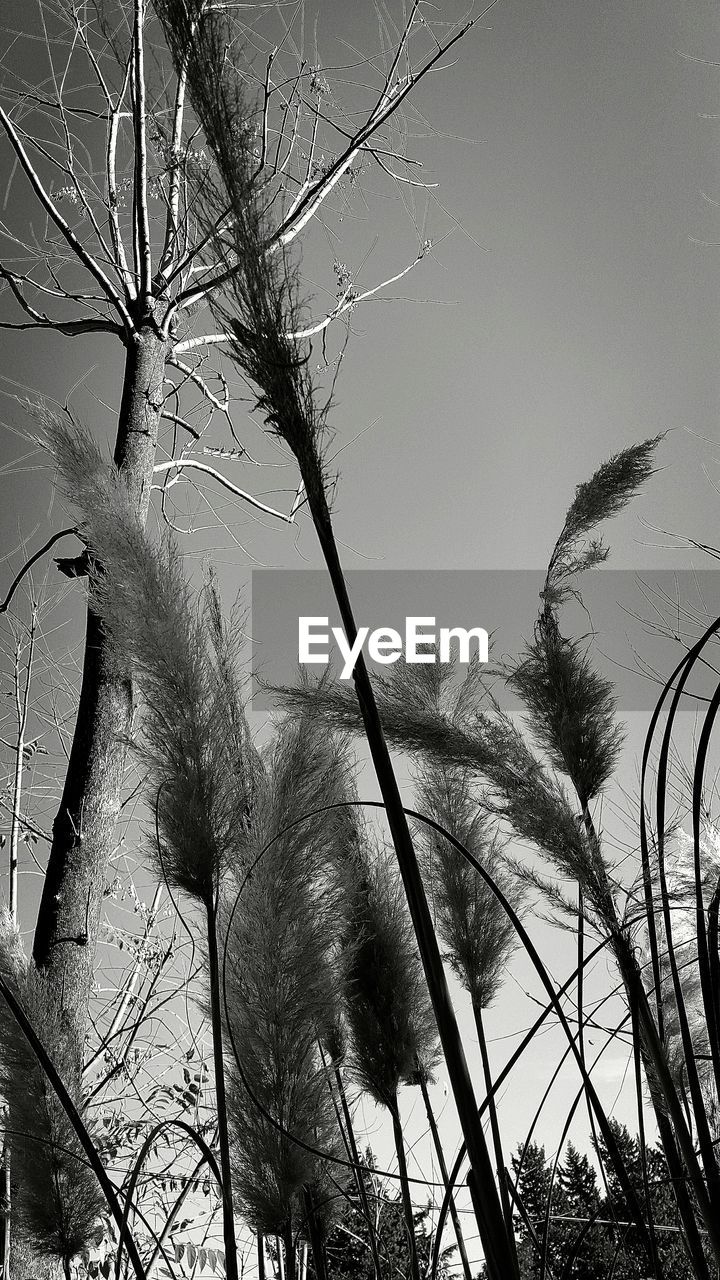 LOW ANGLE VIEW OF BARE TREES AGAINST SKY