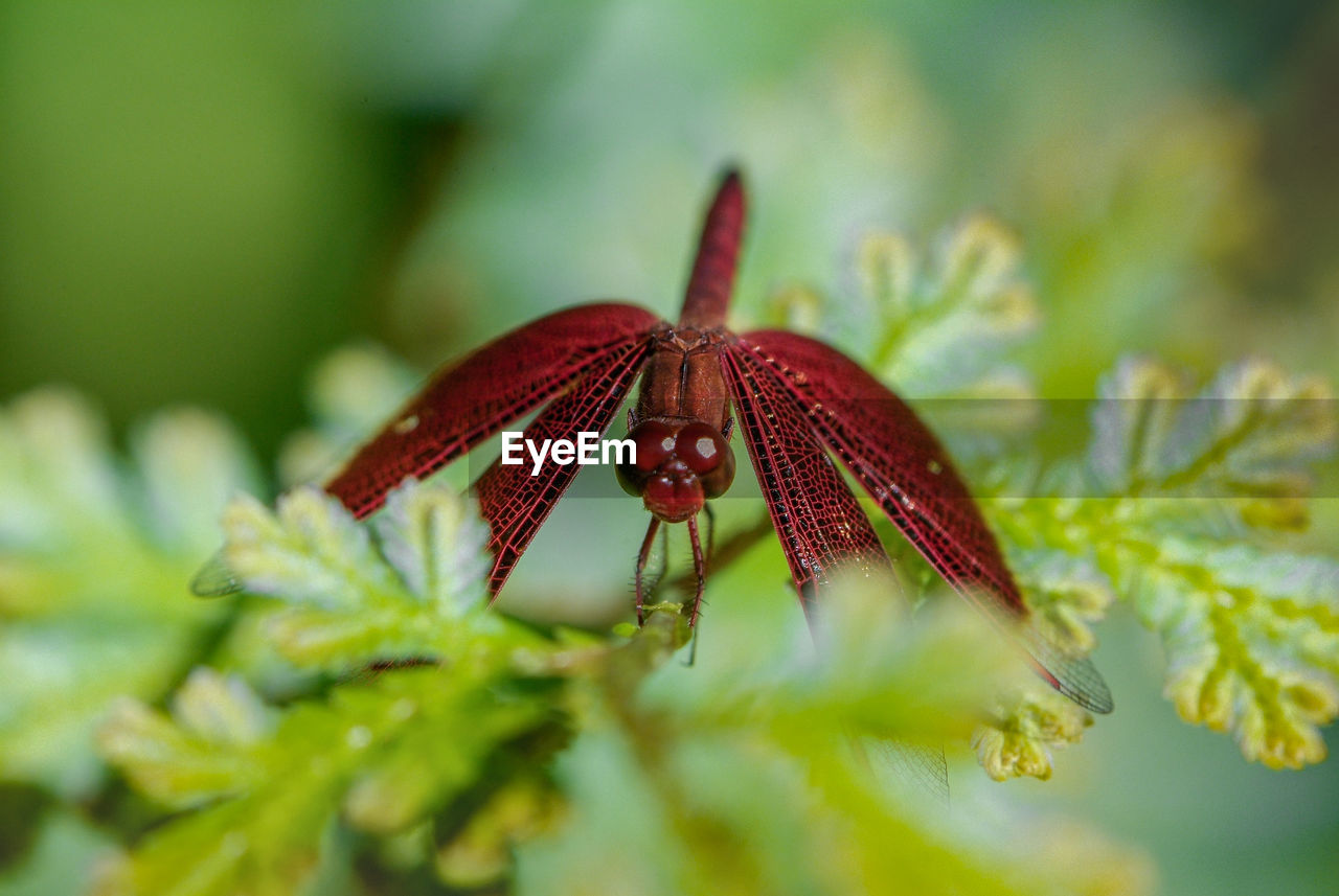 Close-up of red dragonfly on plant