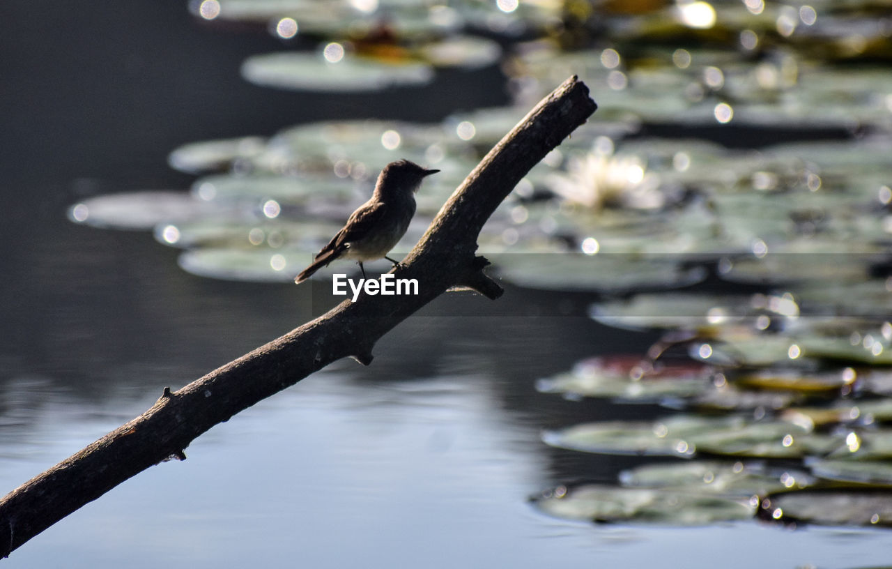 BIRD ON A LAKE