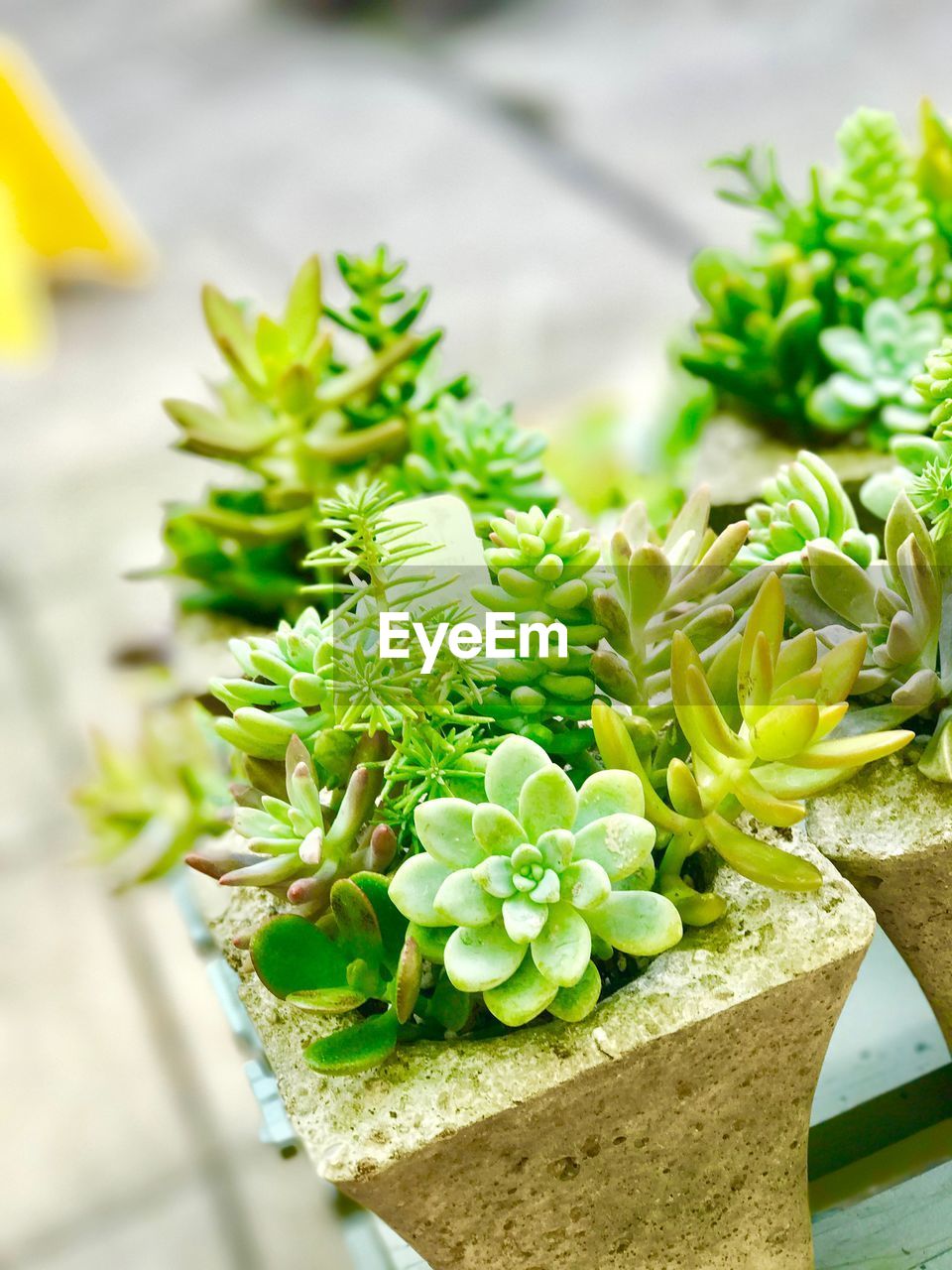 Close-up of succulent plants 