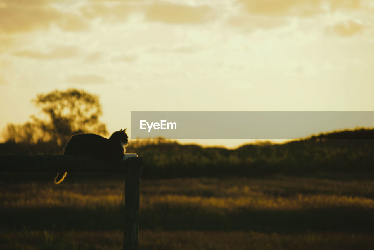 VIEW OF A SILHOUETTE HORSE ON FIELD