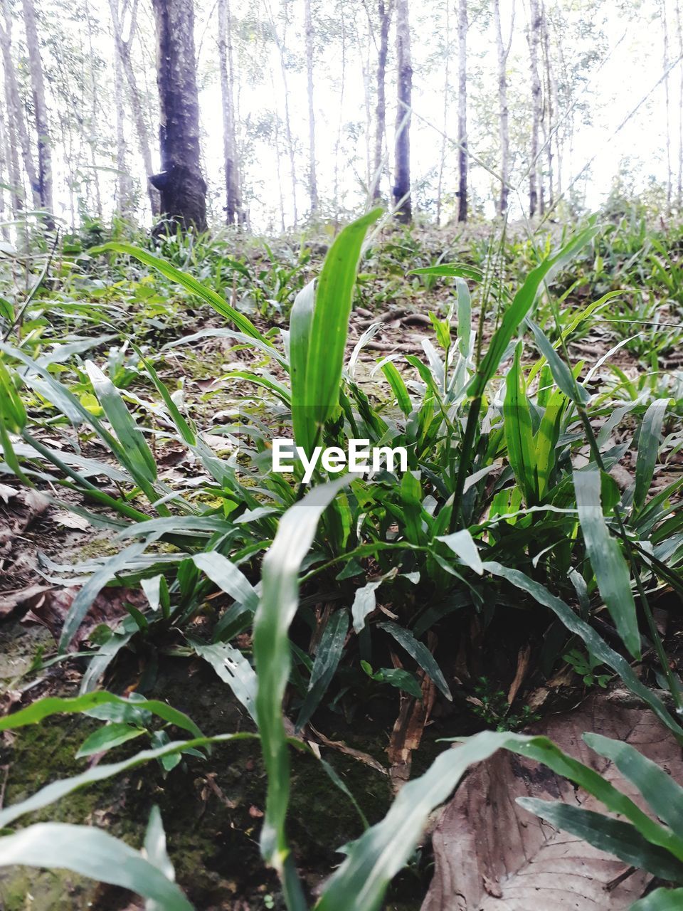 CLOSE-UP OF FRESH GREEN PLANTS IN FOREST