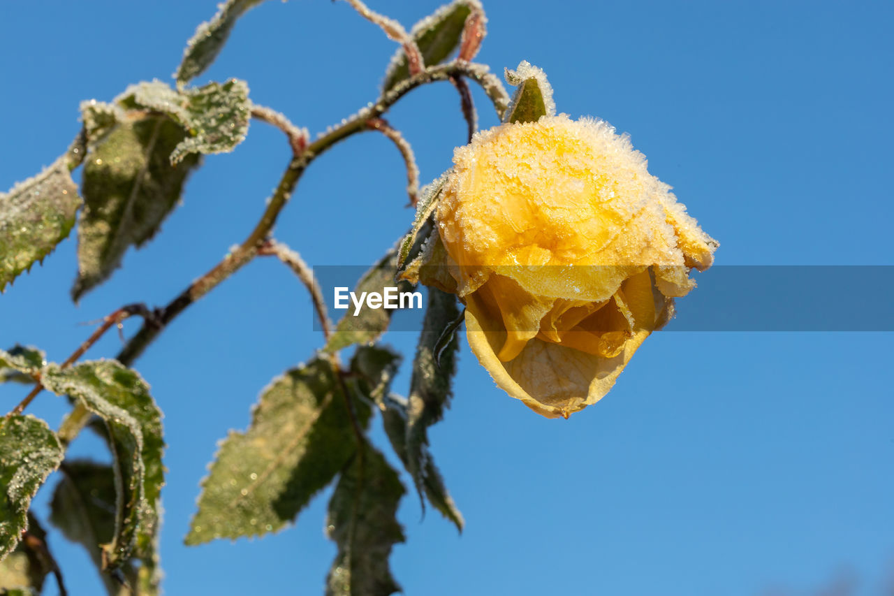 flower, plant, yellow, nature, tree, blue, sky, no people, branch, clear sky, leaf, food, close-up, food and drink, blossom, macro photography, fruit, day, produce, outdoors, healthy eating, growth, beauty in nature, low angle view, sunny, sunlight