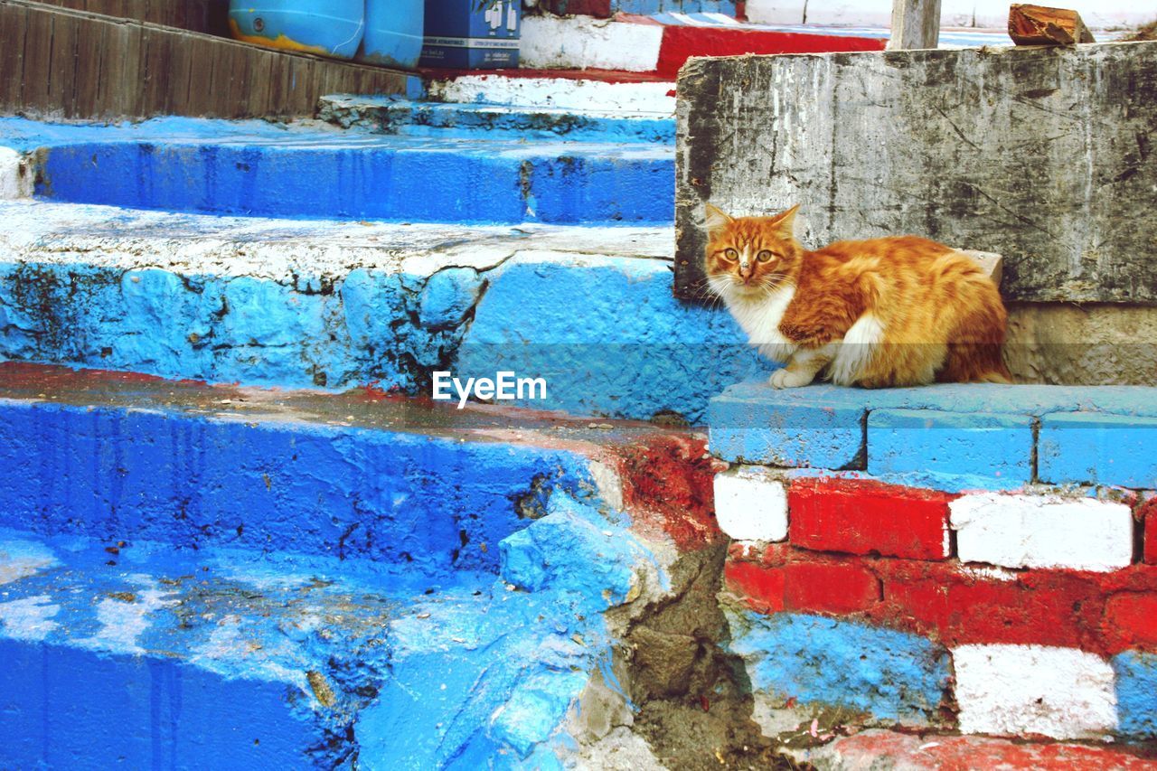 CAT AGAINST BRICK WALL