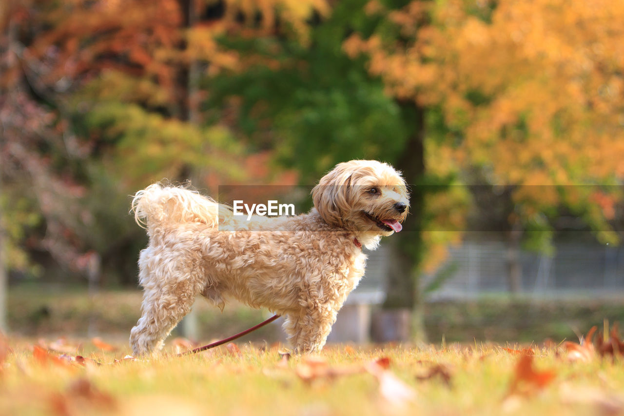 Dog looking away on field