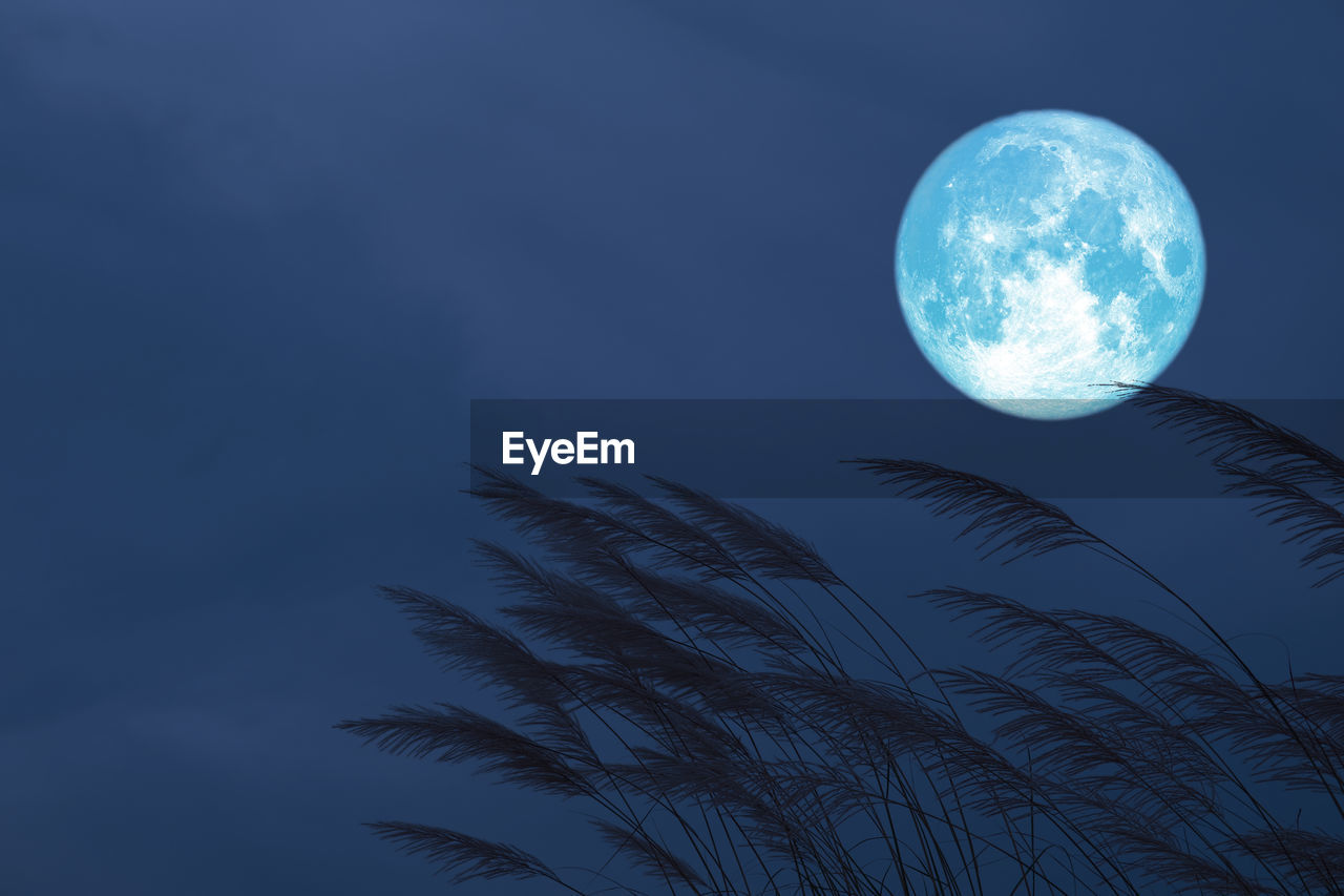 LOW ANGLE VIEW OF PALM TREE AGAINST SKY AT NIGHT