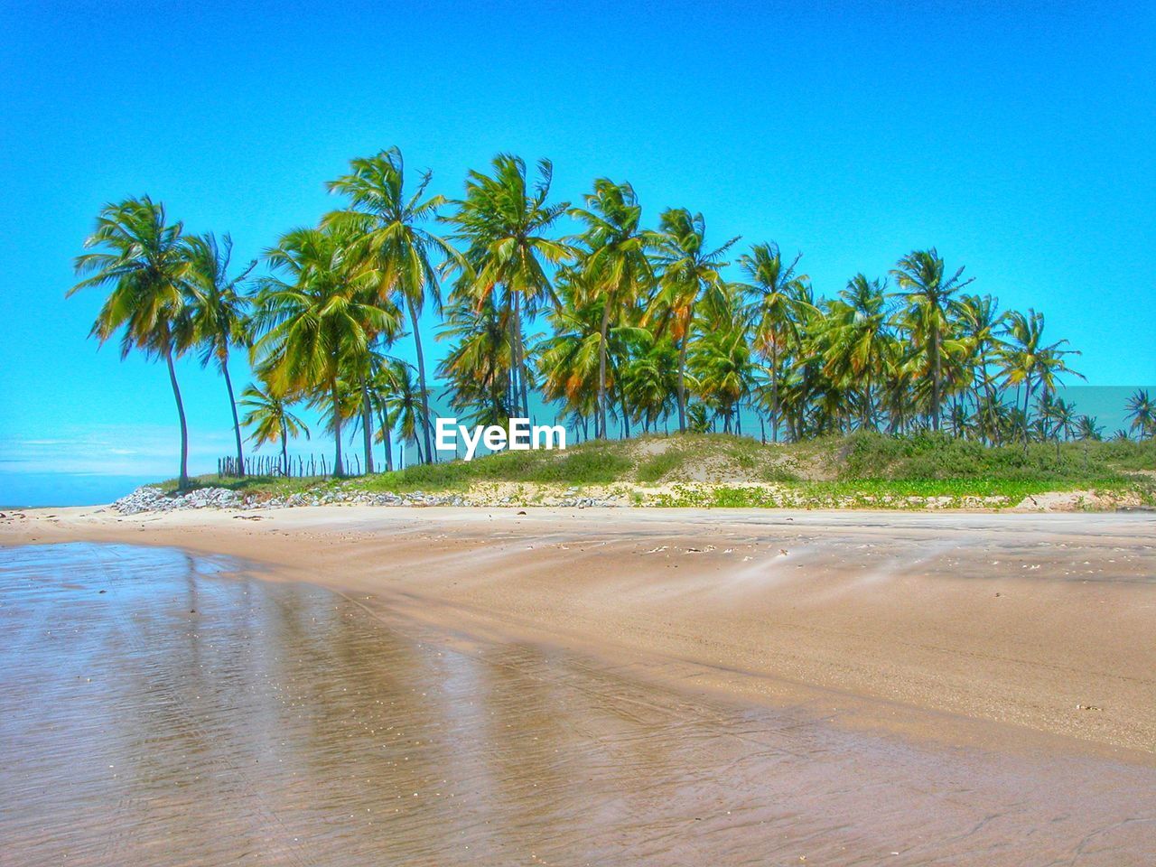 Palm trees on beach against clear blue sky