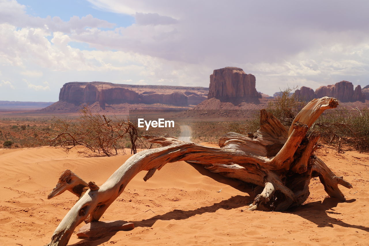 Dead tree in monument valley