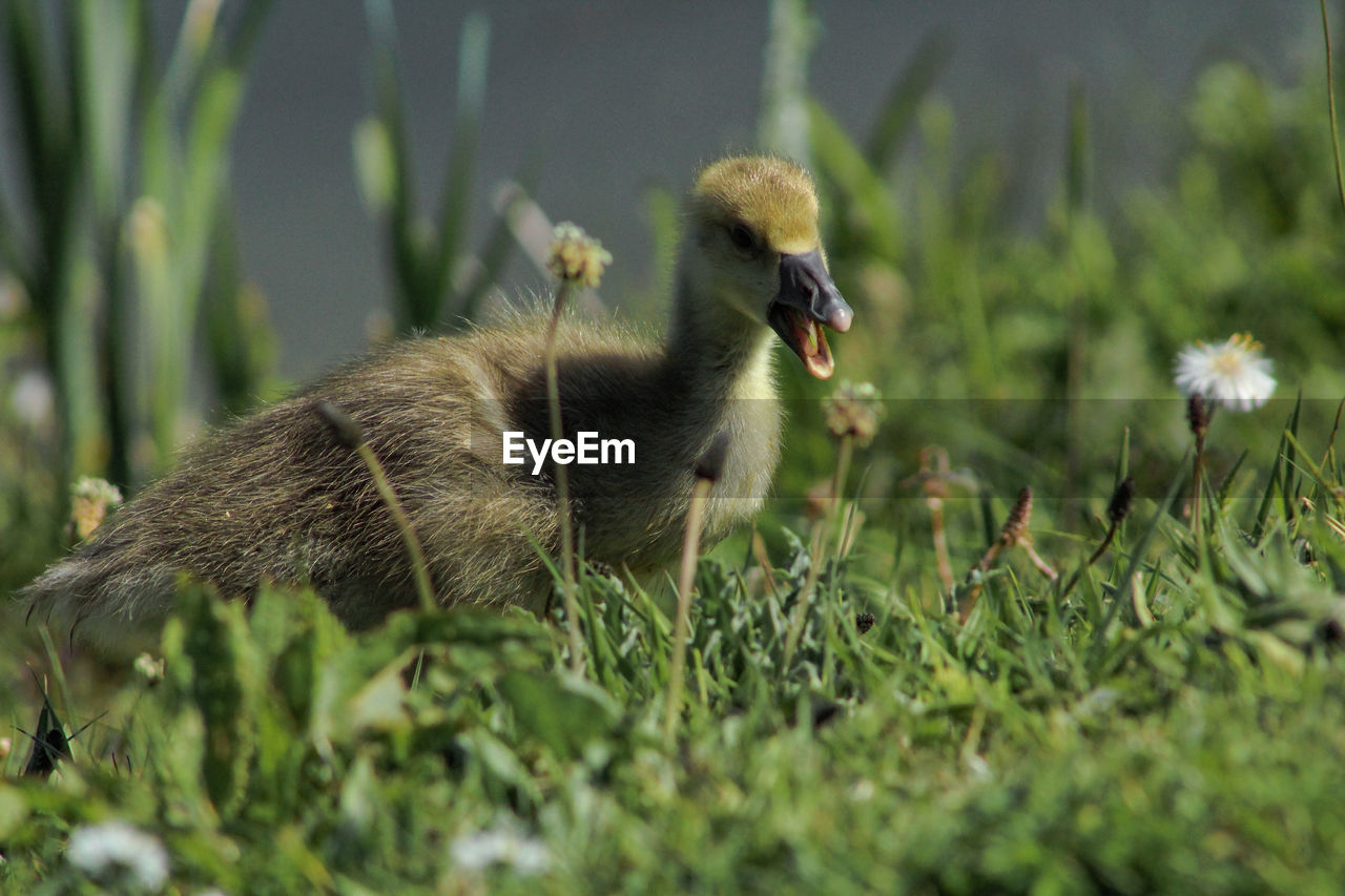 Close-up of goose baby on field