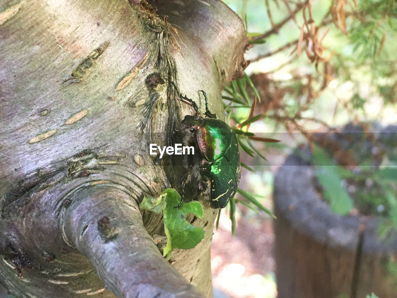 Close-up of insect on tree trunk