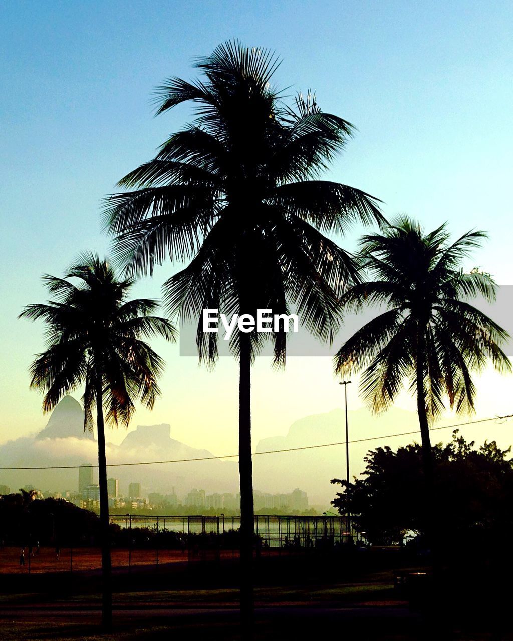 SILHOUETTE PALM TREES AT SUNSET