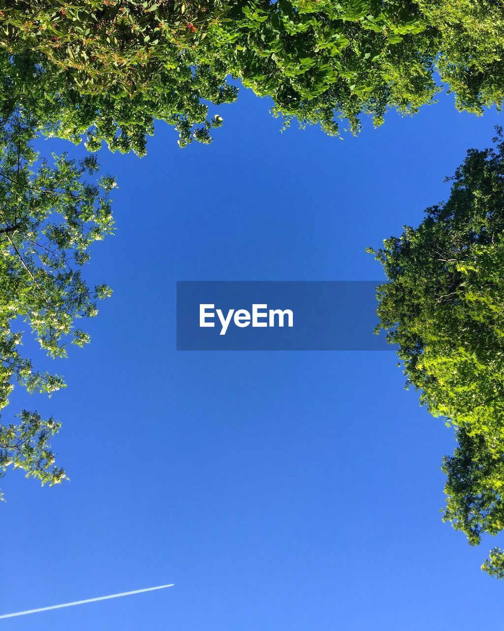 Low angle view of trees against clear blue sky