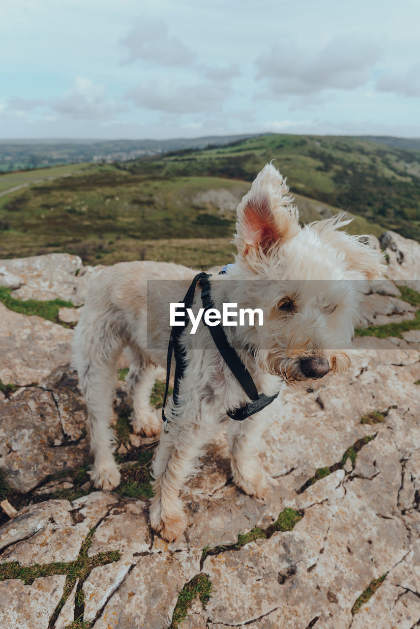 Cute white dog with ears flying in the wind standing on top of the crook peak in mendip hills, uk.