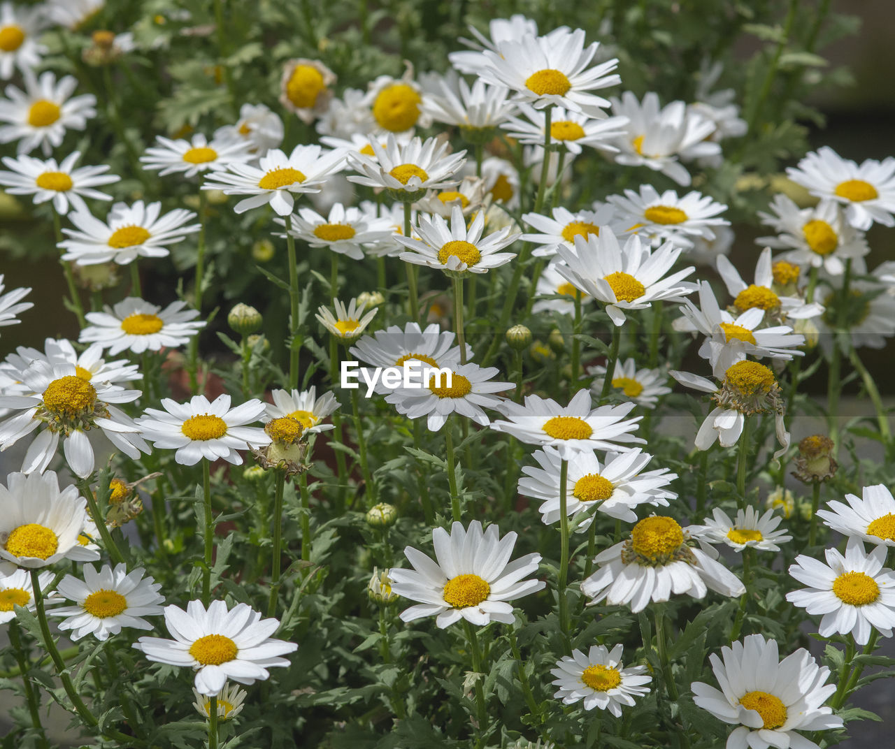 CLOSE-UP OF DAISIES