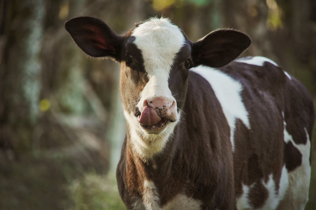 CLOSE-UP PORTRAIT OF A COW