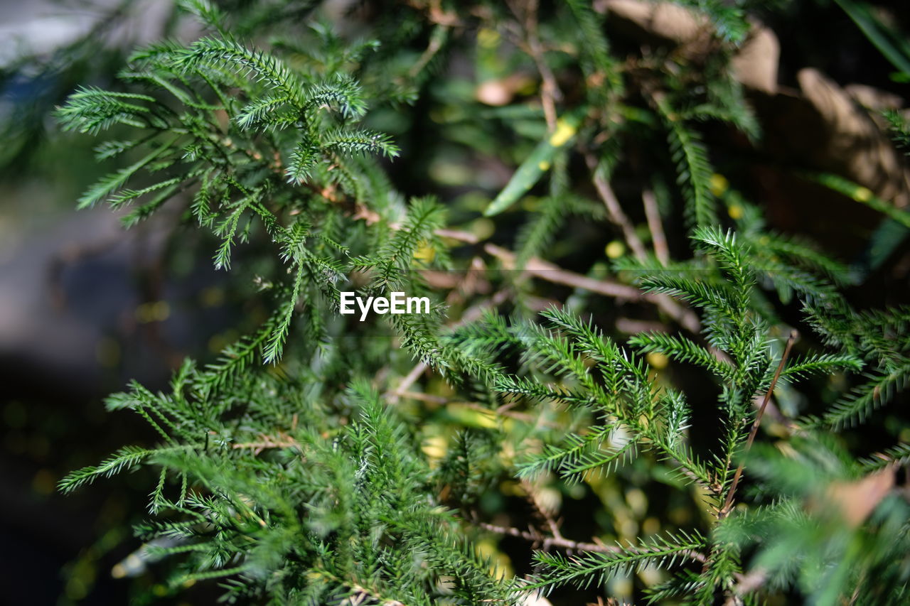 CLOSE-UP OF FERN PLANT