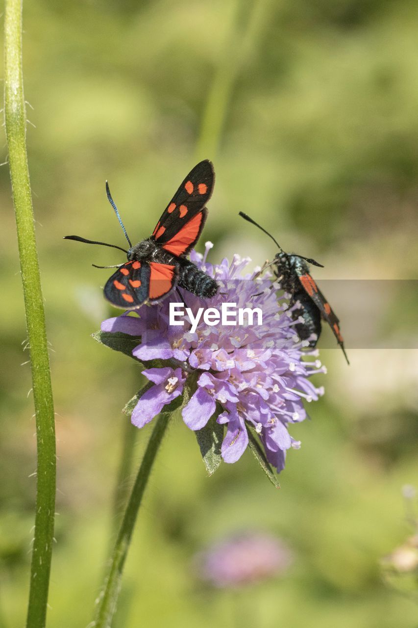 CLOSE-UP OF BUTTERFLY POLLINATING ON PURPLE FLOWERING PLANT