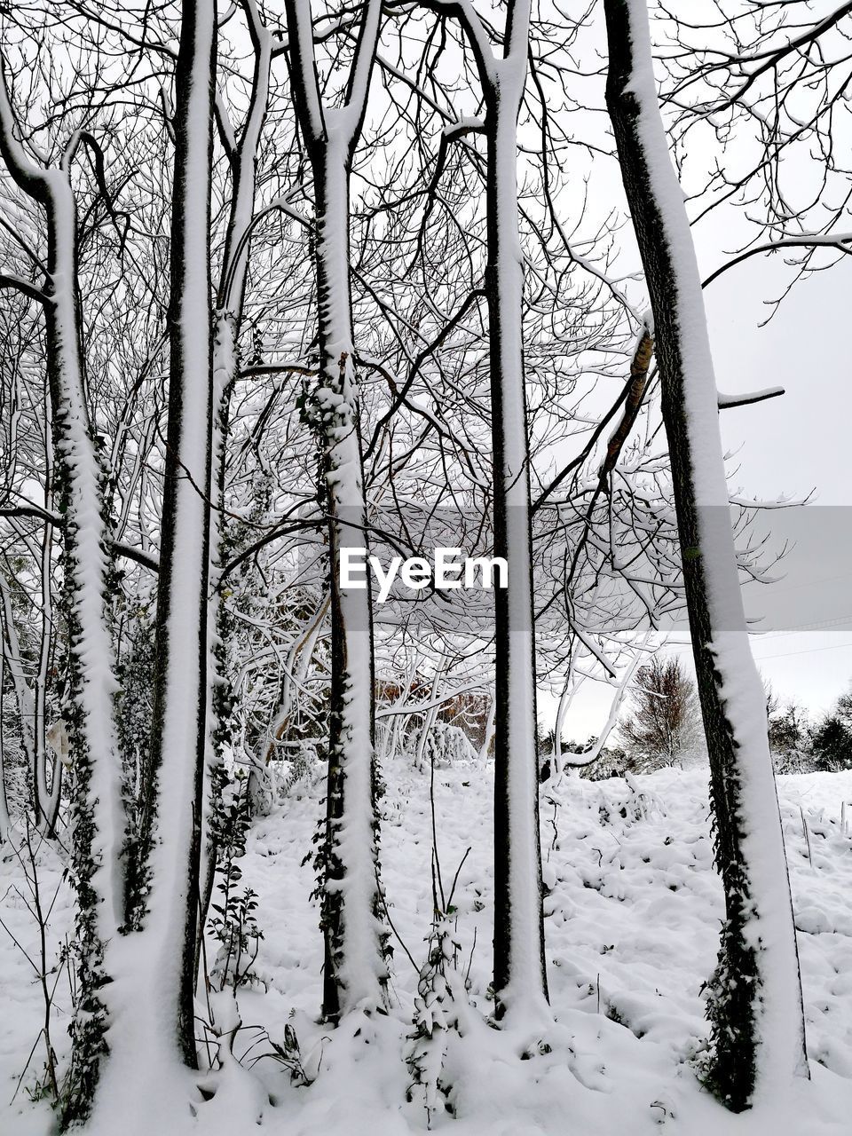 BARE TREES IN WINTER FOREST
