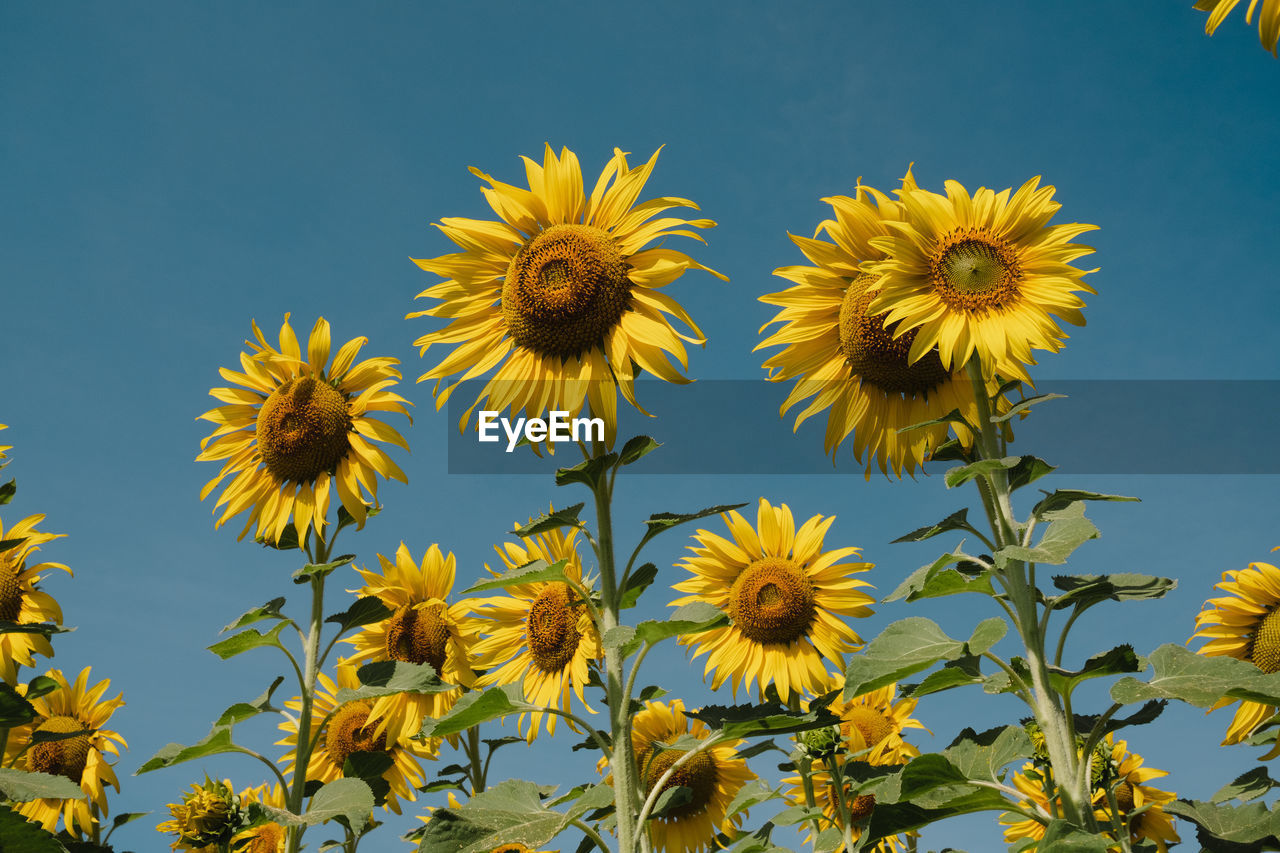 low angle view of flowering plant against sky