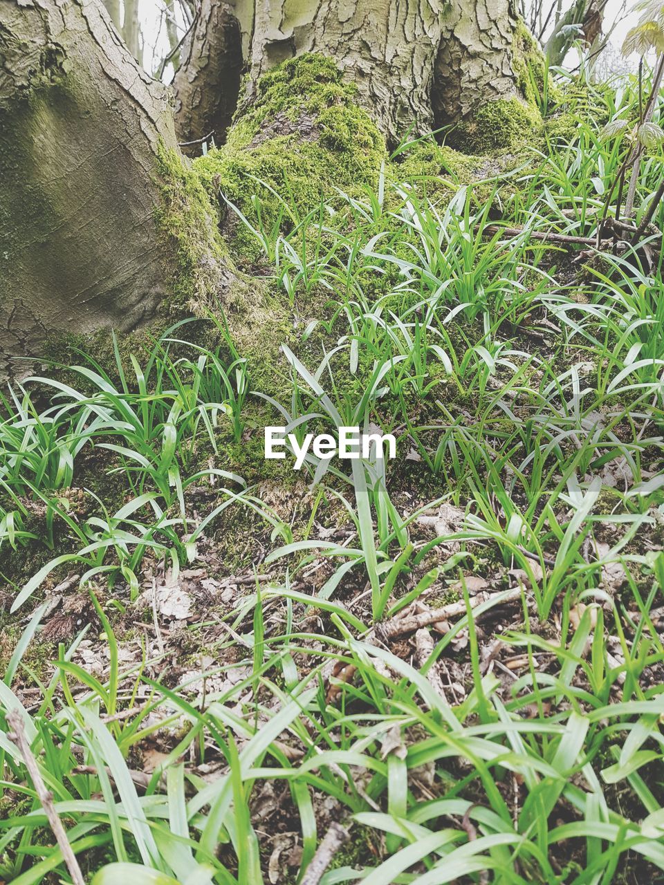 HIGH ANGLE VIEW OF ANIMAL ON GRASS