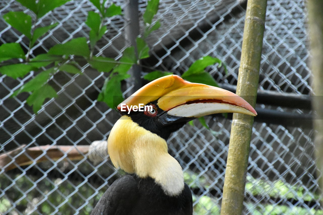 Close-up of bird in cage