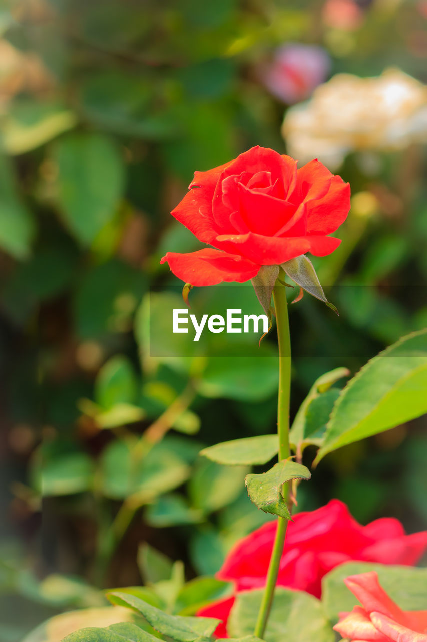 CLOSE-UP OF RED FLOWER