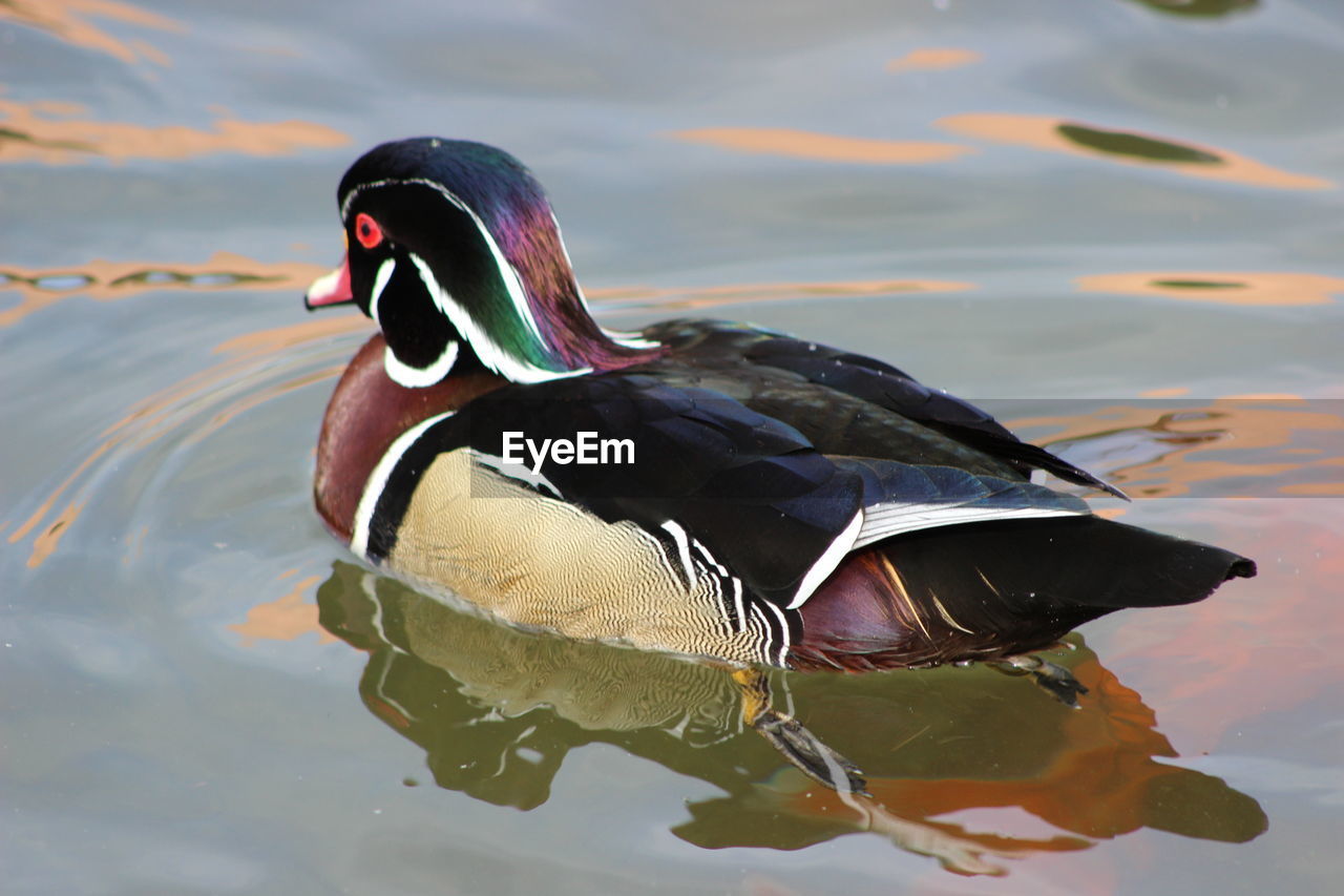 Close-up of mandarin duck swimming in lake