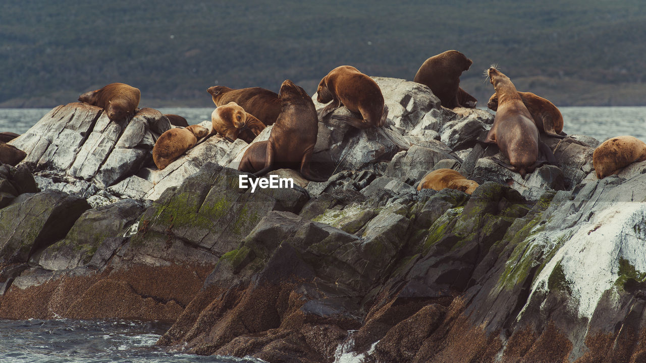 Sea lions on rock at beach