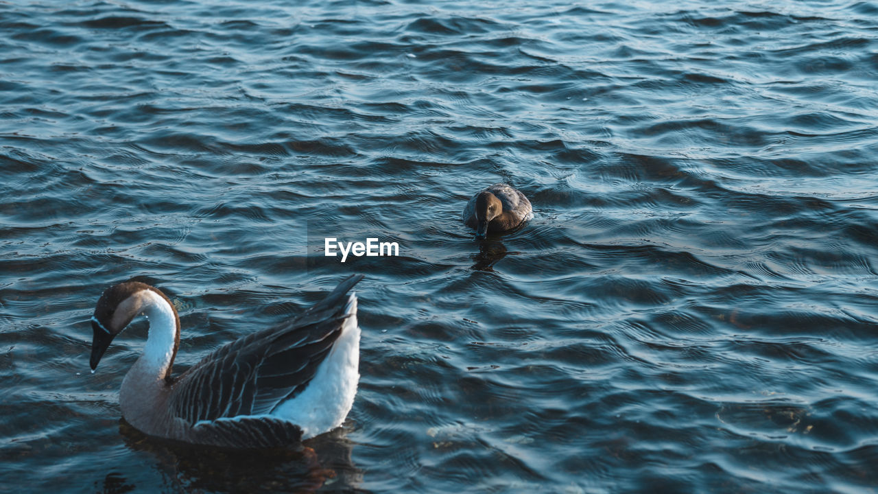 Duck swimming in lake