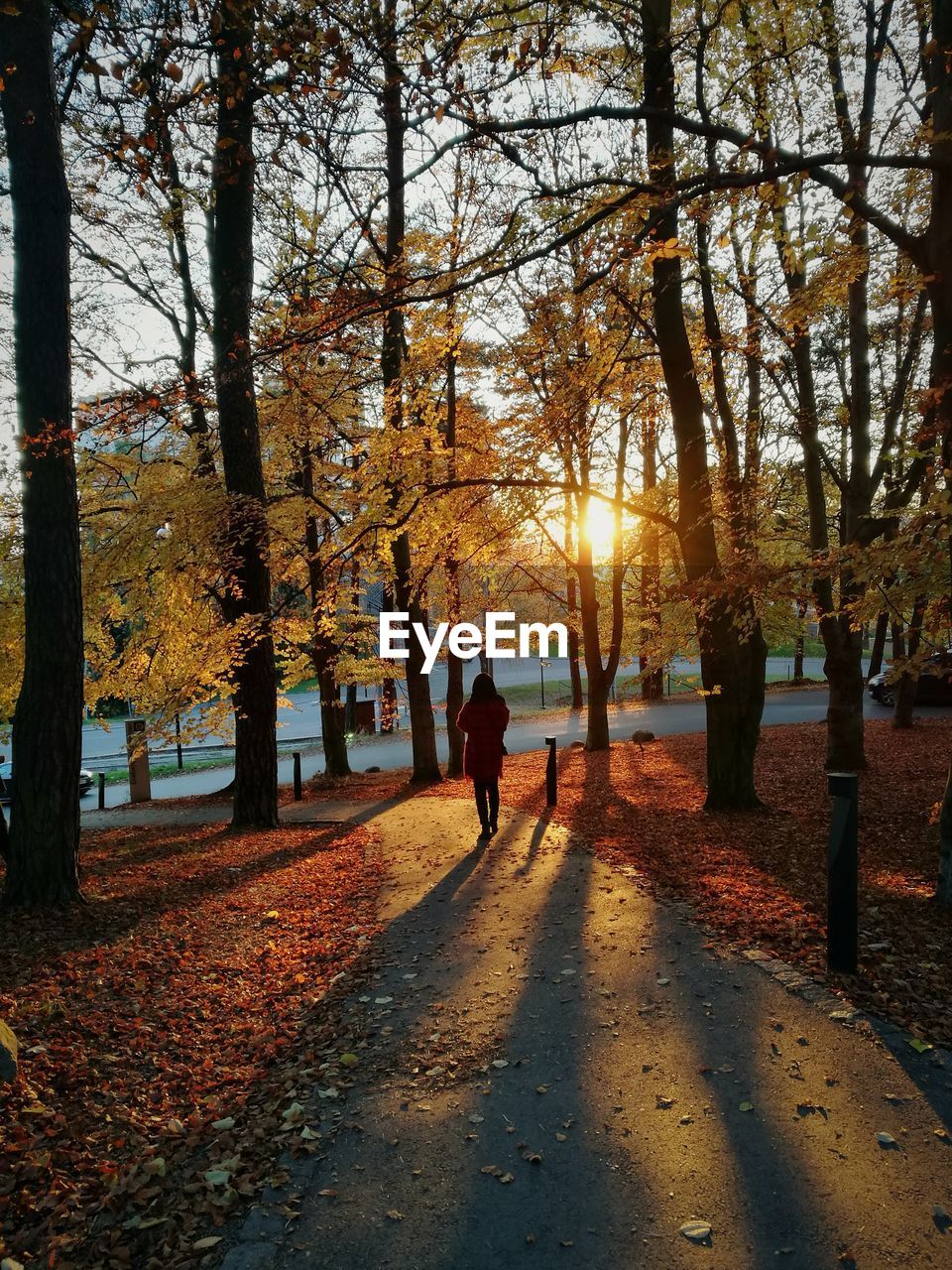 Rear view of woman walking on road by trees during autumn