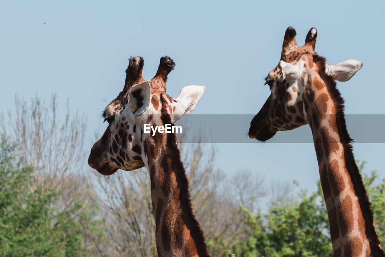 Two giraffes 