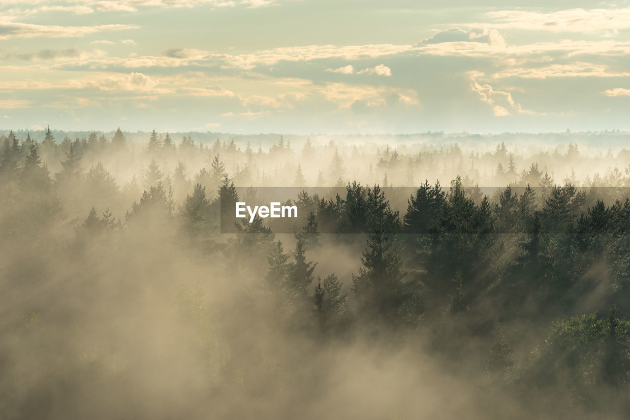 SCENIC VIEW OF TREE AGAINST SKY