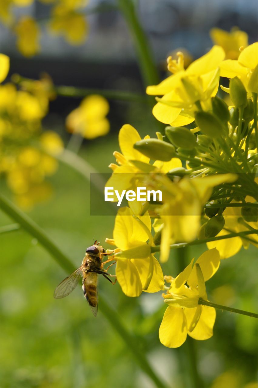 Close-up of bee pollinating on yellow flower