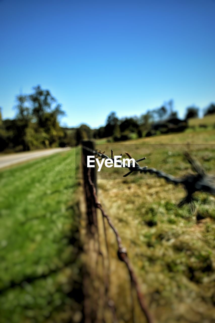 CLOSE-UP OF TREE AGAINST CLEAR SKY