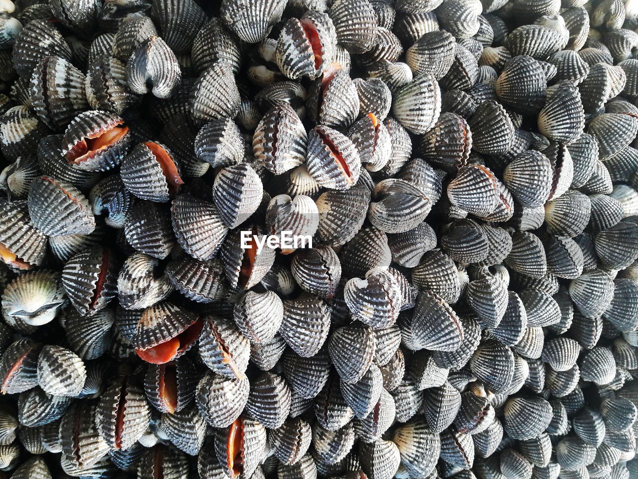 Full frame shot of clam pile