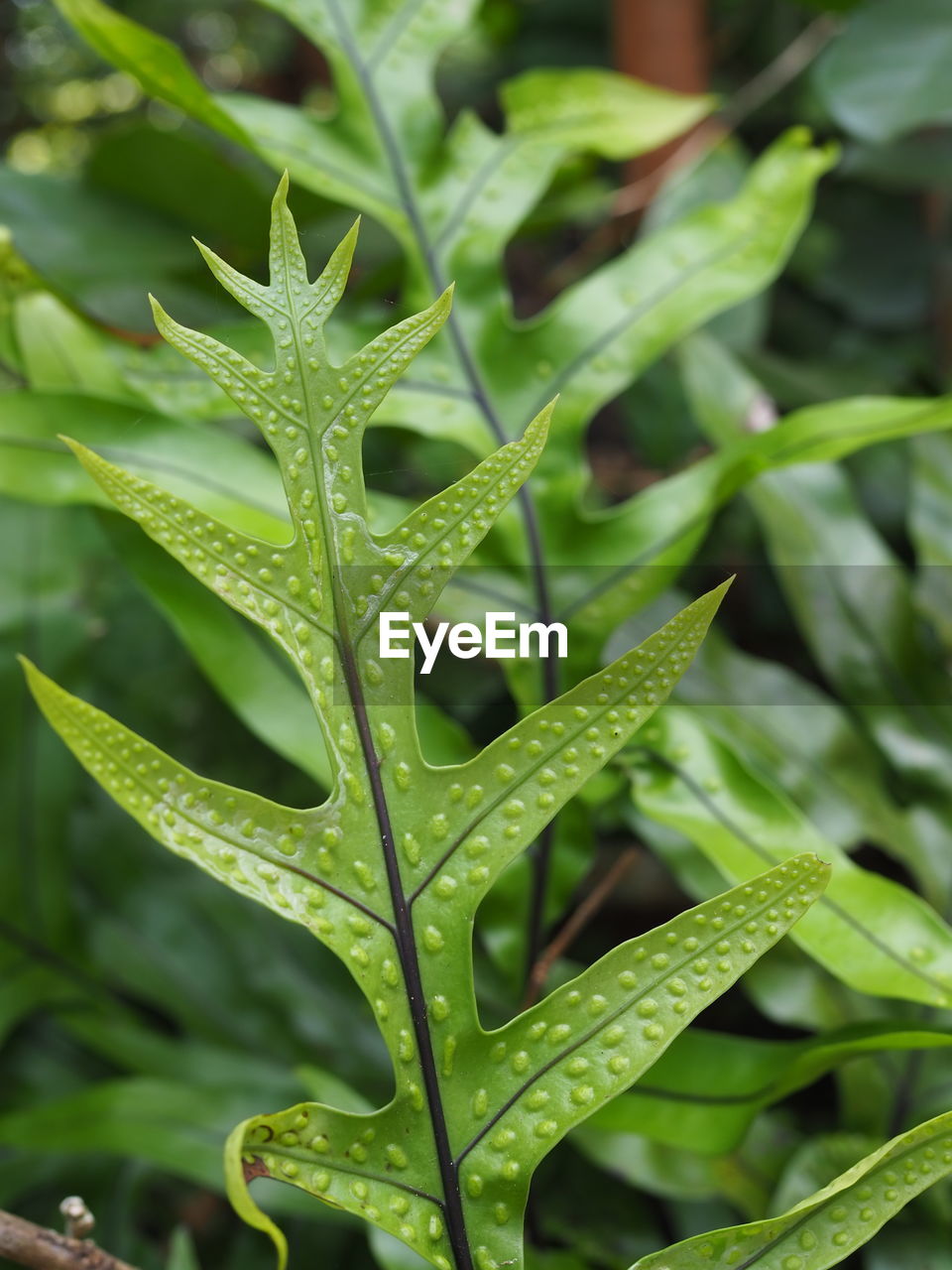 CLOSE-UP OF WET LEAVES