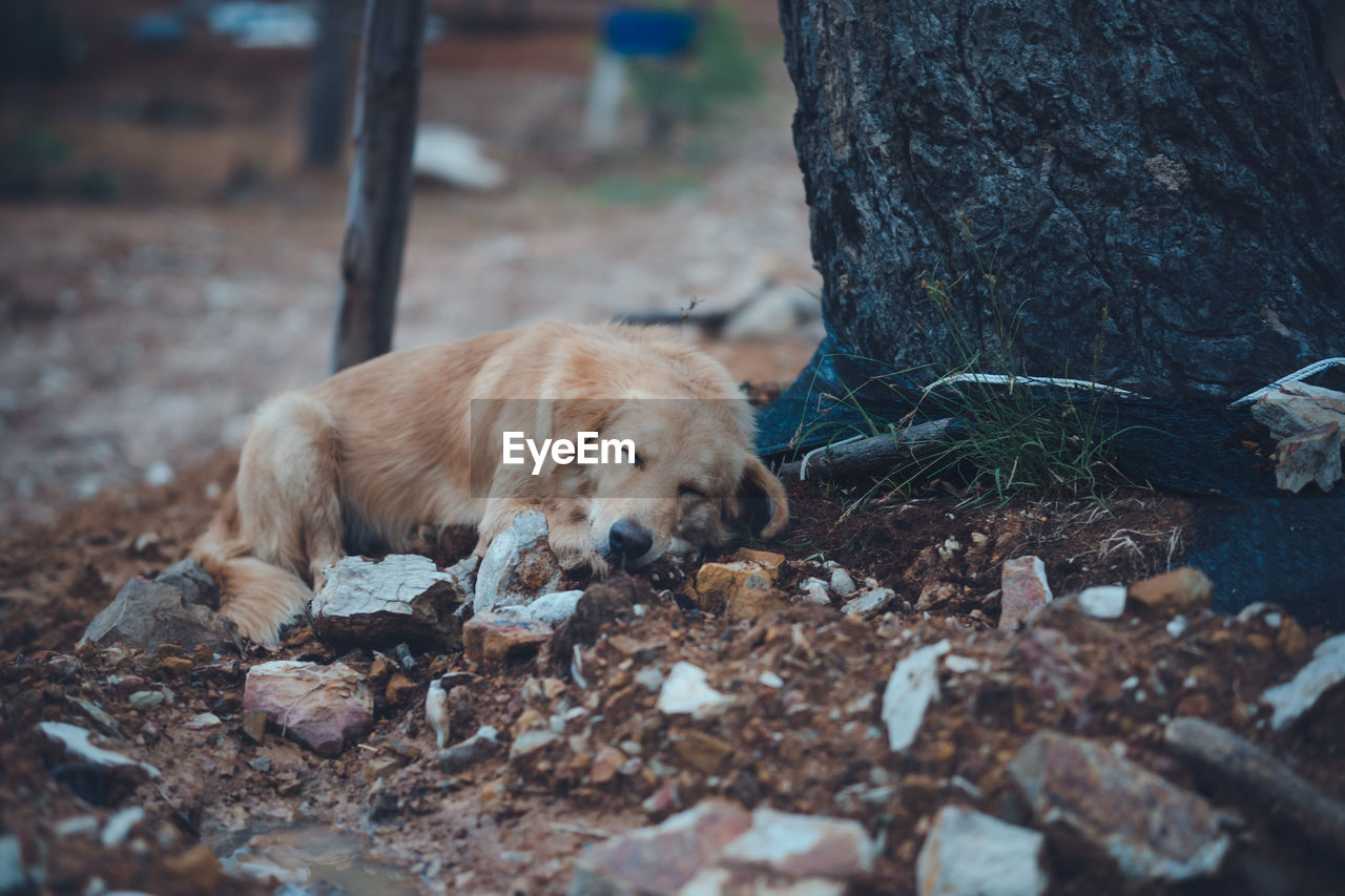 Dog lying on ground