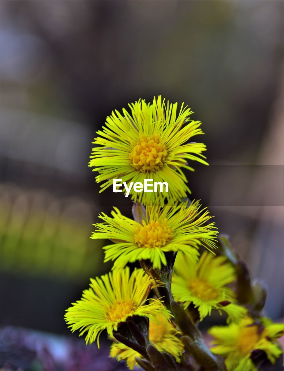 yellow, plant, flower, flowering plant, nature, beauty in nature, freshness, green, macro photography, close-up, growth, flower head, fragility, leaf, inflorescence, focus on foreground, wildflower, no people, petal, outdoors, plant stem, day, botany, plant part, blossom, springtime, environment