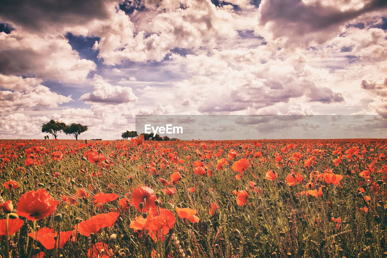 Scenic view of poppy field against sky during sunset