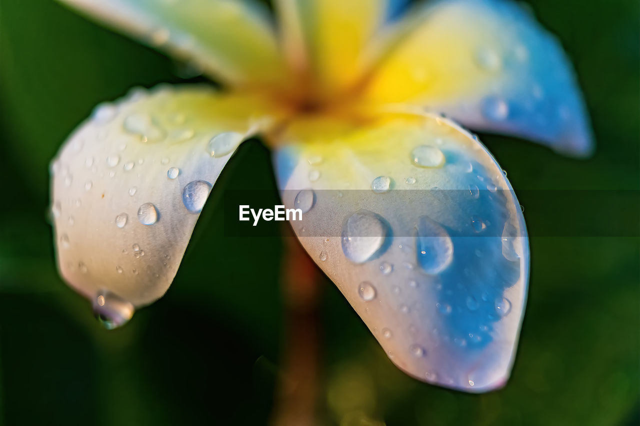 Macro closeup of white plumeria flowers with water droplets on the petals in the morning.