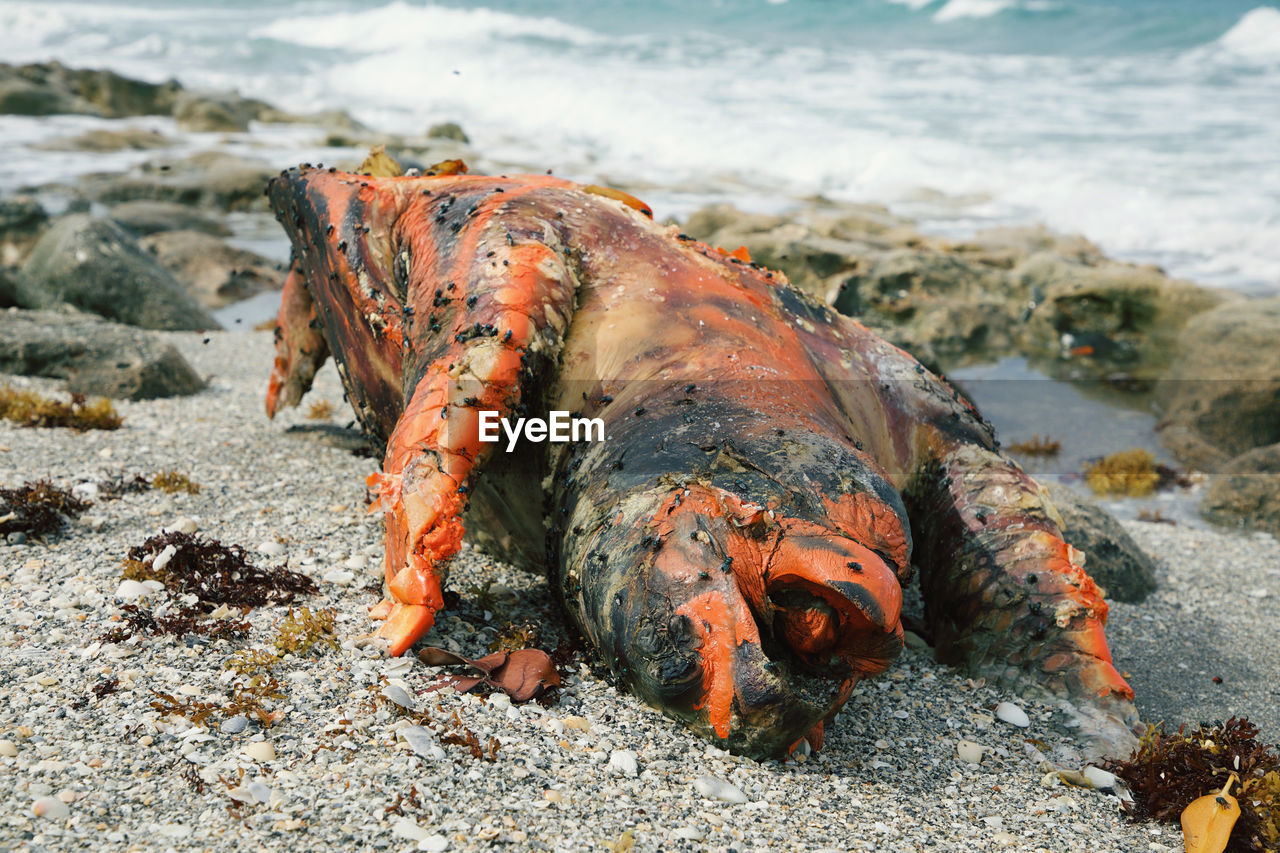 CLOSE-UP OF CRAB ON SHORE