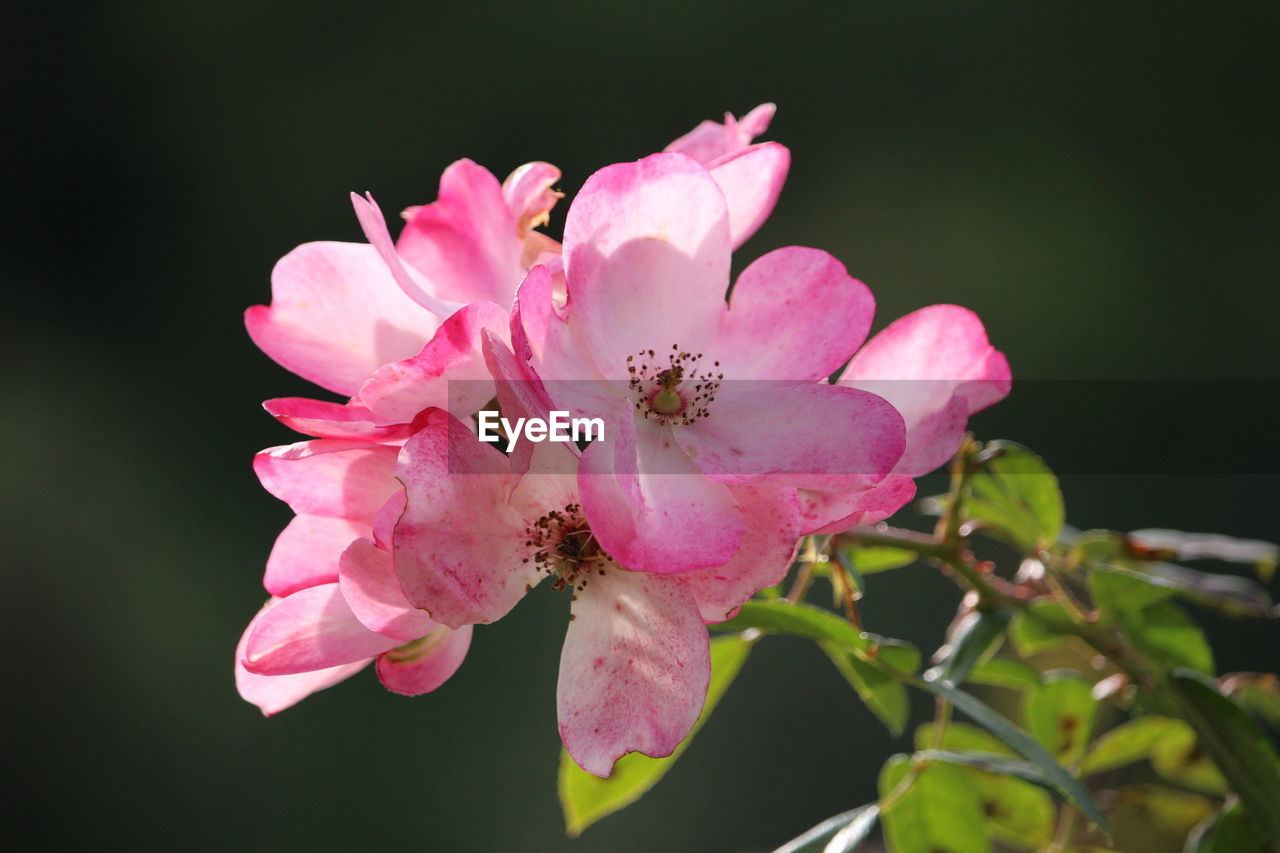 flower, flowering plant, plant, pink, beauty in nature, freshness, petal, blossom, fragility, flower head, macro photography, inflorescence, close-up, nature, growth, springtime, pollen, no people, tree, stamen, botany, branch, outdoors, focus on foreground, plant part, leaf, shrub