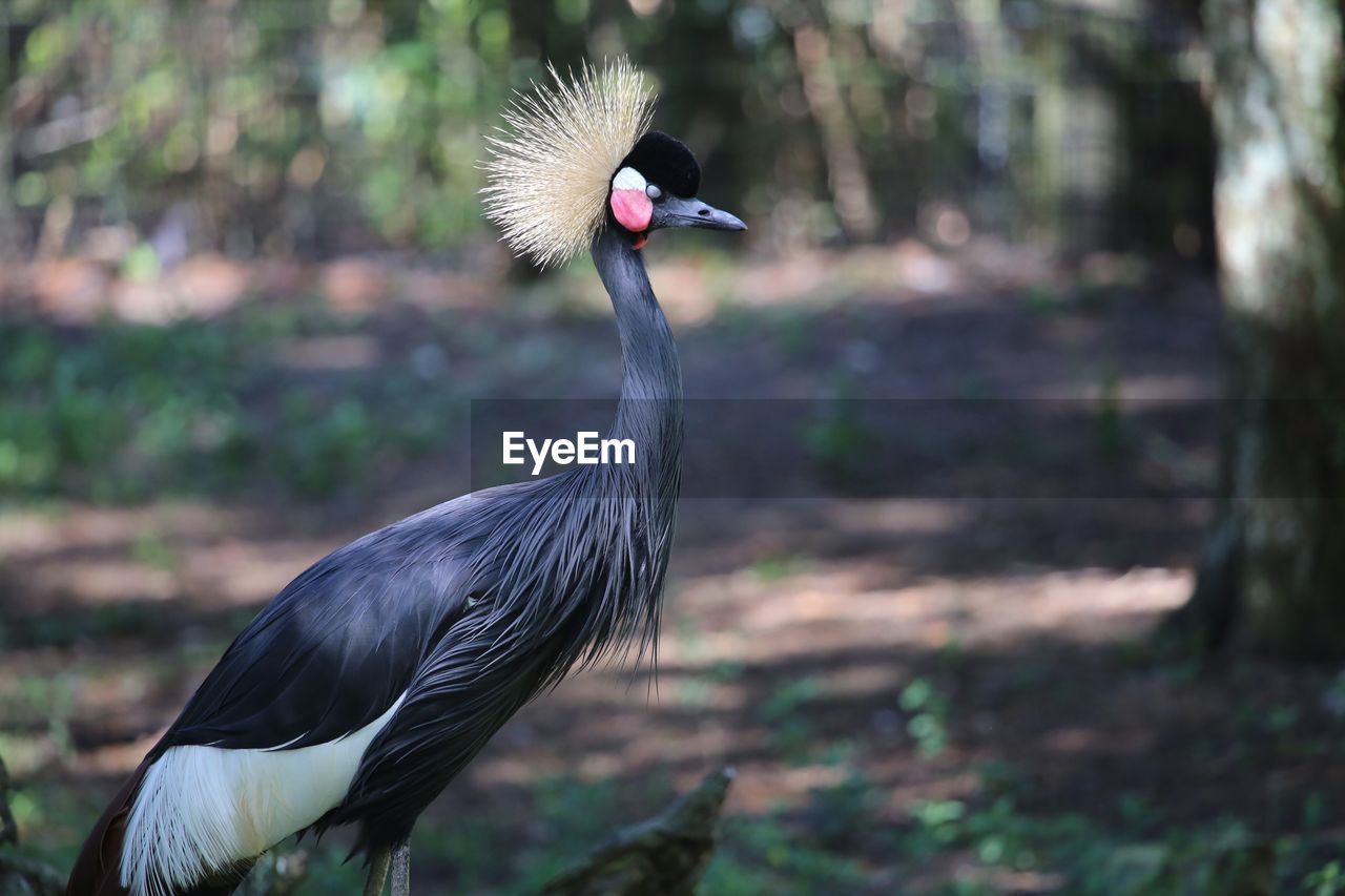 Profile view of grey crowned crane in forest
