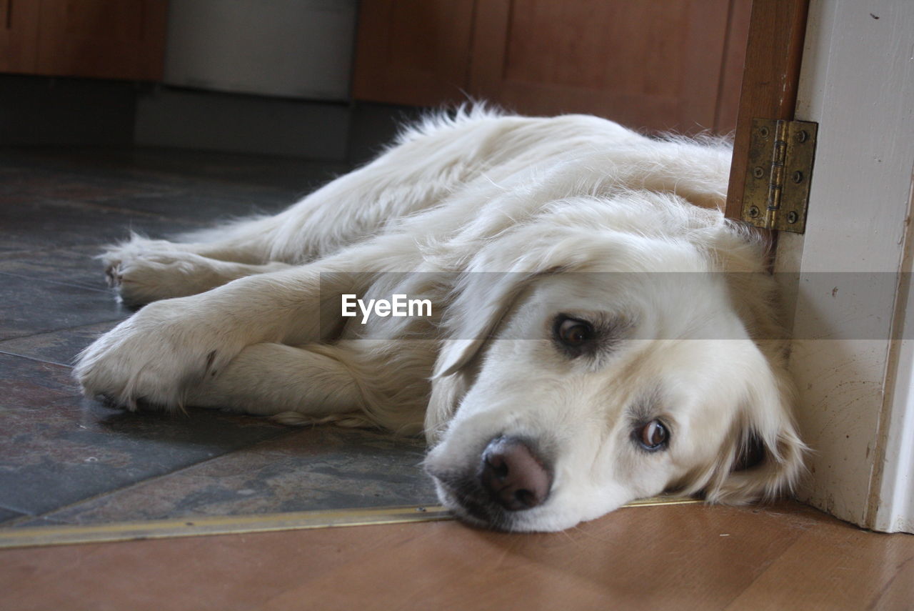 Close-up of dog lying on ground